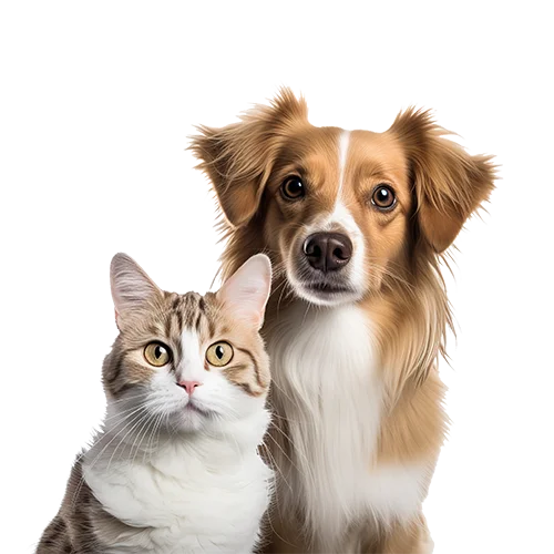background banner image