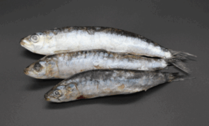 Sardines 20kg
