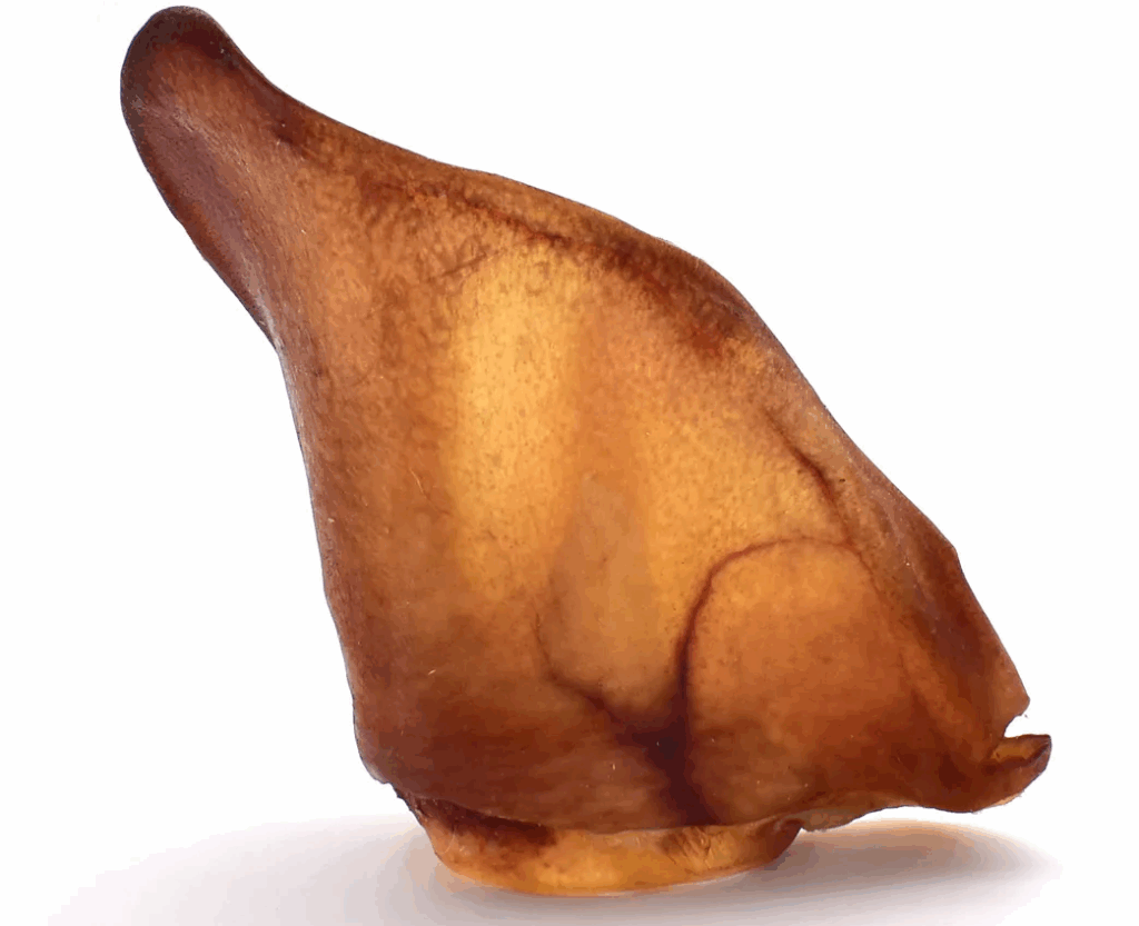 Oreilles de porc en friandise pour chien Yummy BARF