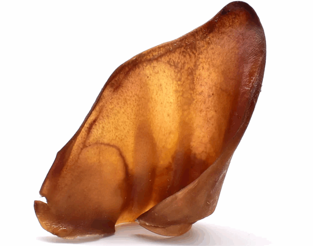 Oreilles de porc en friandise pour chien Yummy BARF